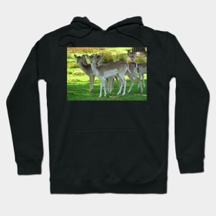 Fallow Deer Hoodie